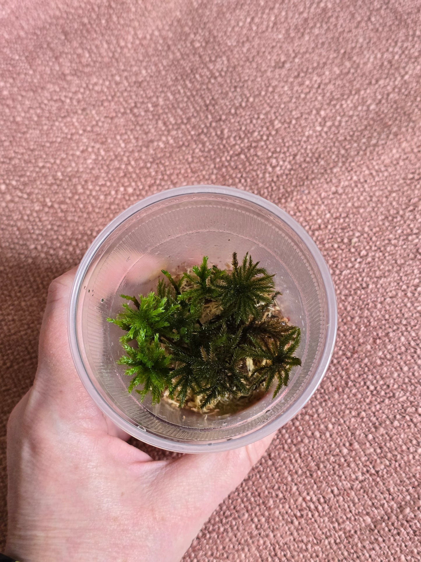 American Tree Moss, 10 pcs, Climacium Dendroides