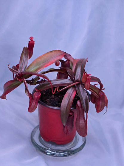 Nepenthes x Rebecca Soper 3.5" pot, Pitcher Plant, Live Plant, Carnivorous Plant