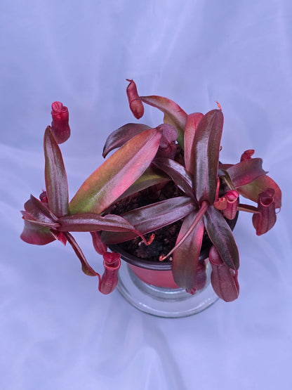 Nepenthes x Rebecca Soper 3.5" pot, Pitcher Plant, Live Plant, Carnivorous Plant
