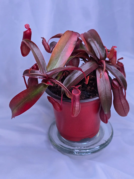 Nepenthes x Rebecca Soper 3.5" pot, Pitcher Plant, Live Plant, Carnivorous Plant