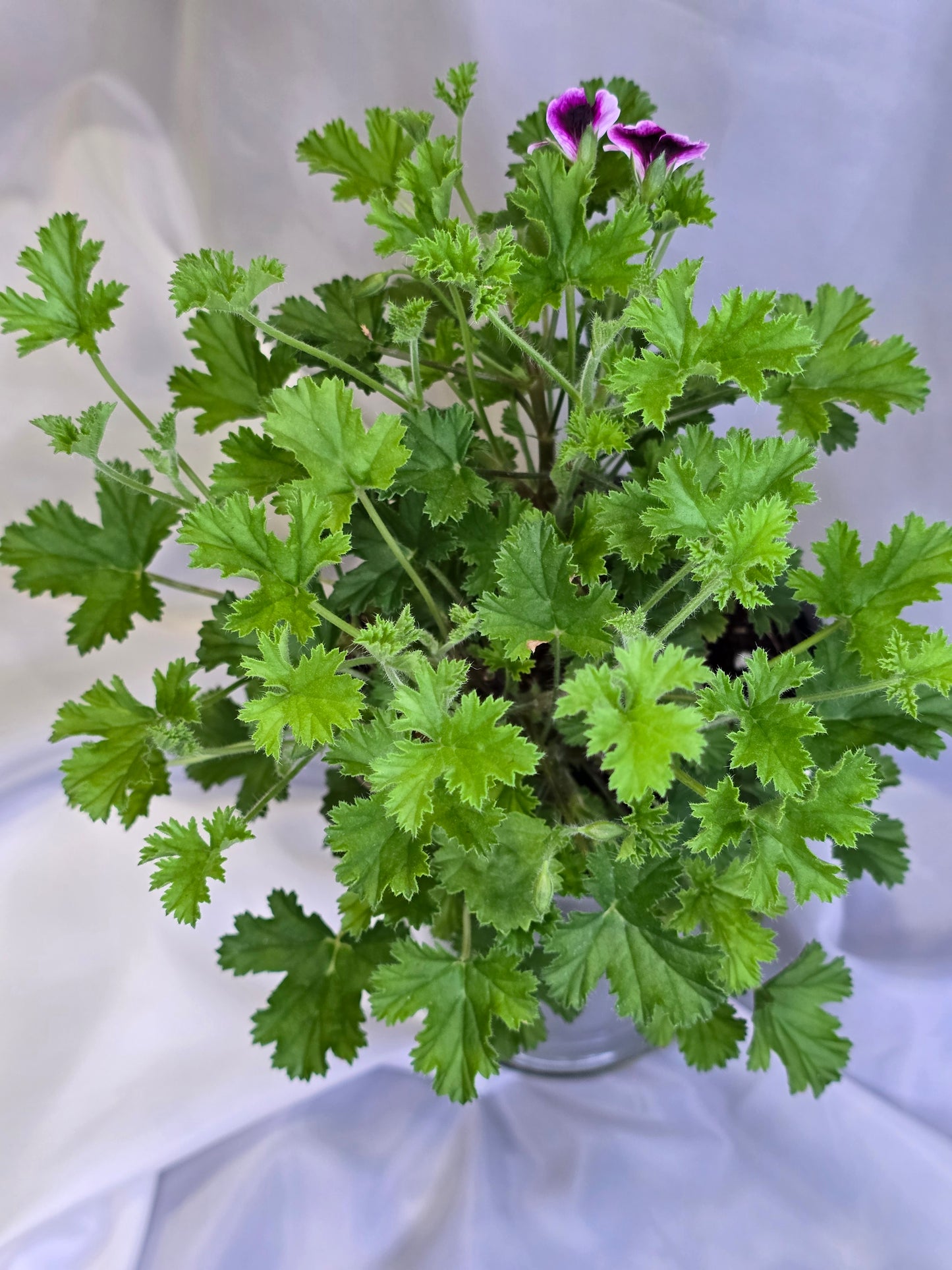 Pelargonium Citronellum, 4.5'', Live Plant
