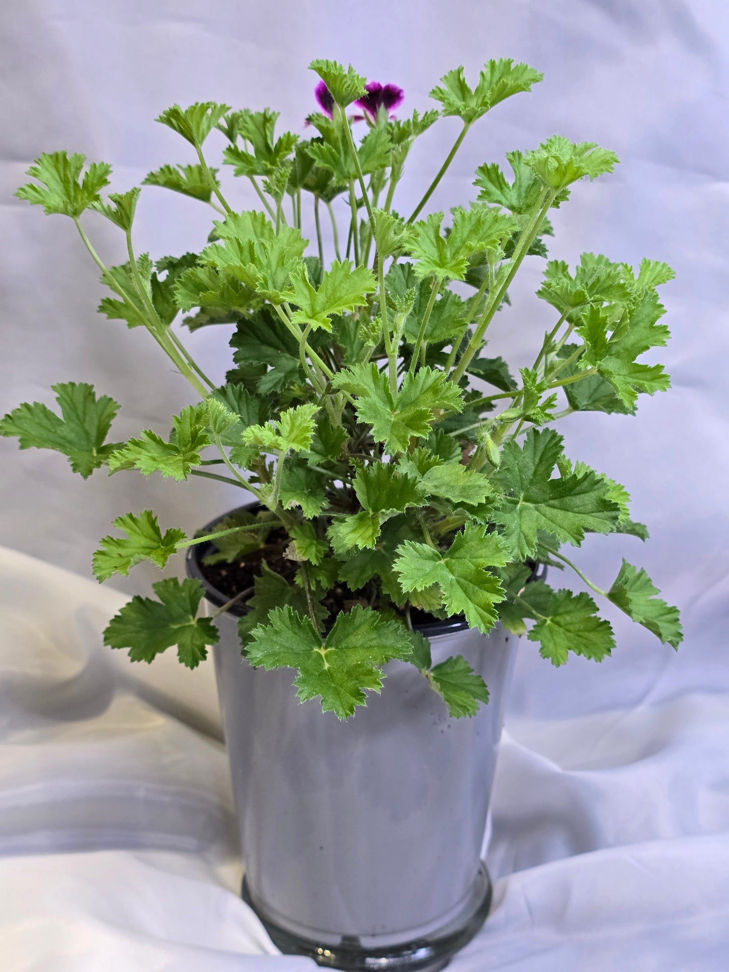 Pelargonium Citronellum, 4.5'', Live Plant