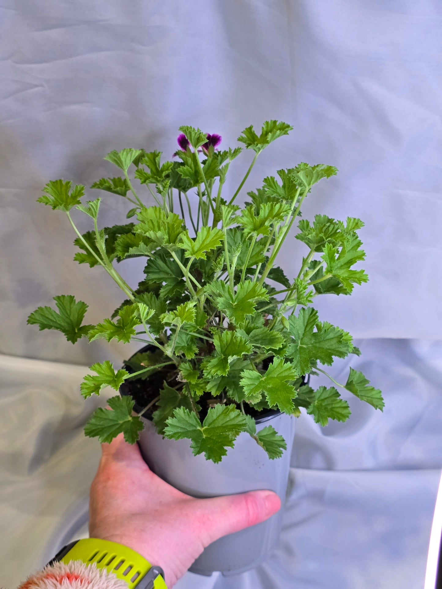 Pelargonium Citronellum, 4.5'', Live Plant