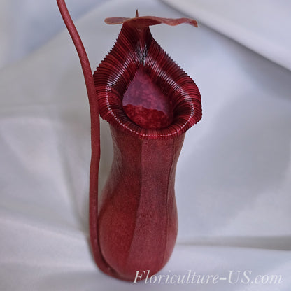 Nepenthes Lowii x Ventricosa Red, 4'' Pitcher Plant, Live Plant, Carnivorous Plant