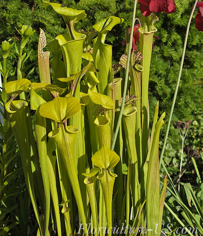 Sarracenia Flava, Bareroot