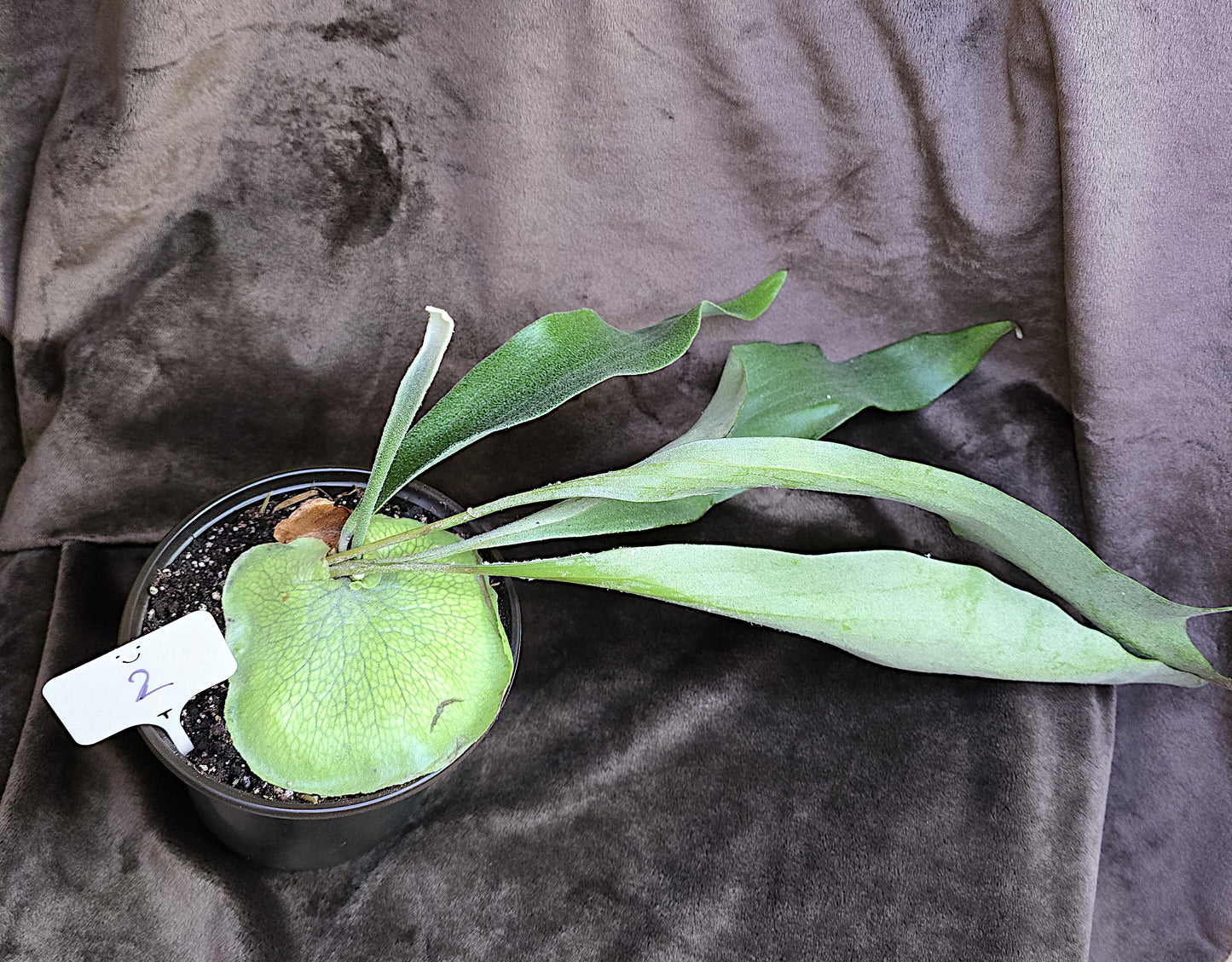 Platycerium Bifurcatum, Staghorn Fern, 4" and 5", Fern, Live Plant