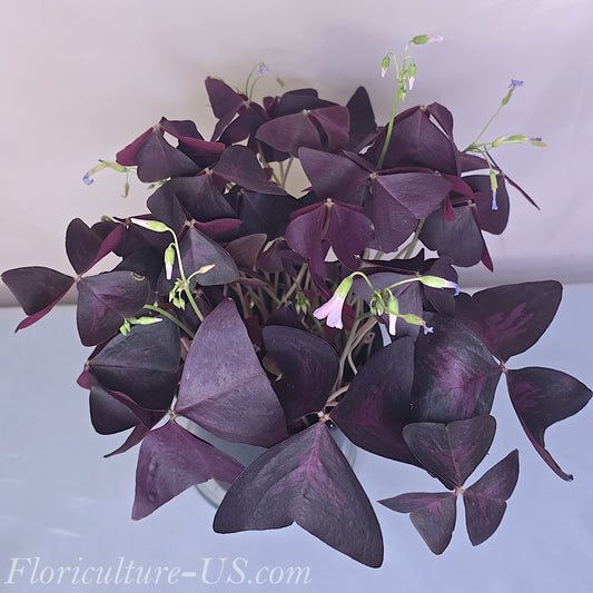 Oxalis Triangularis, Shamrock, Live Plant
