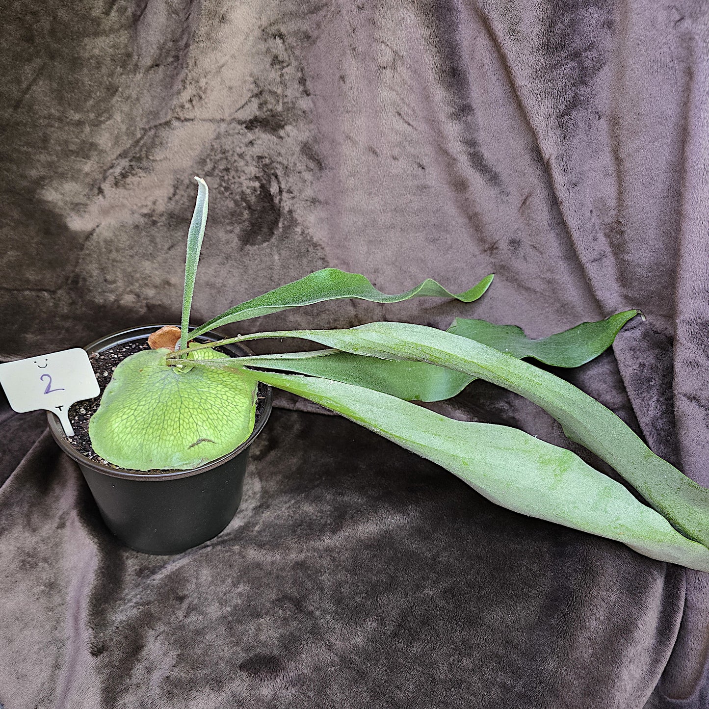 Platycerium Bifurcatum, Staghorn Fern, 4" and 5", Fern, Live Plant