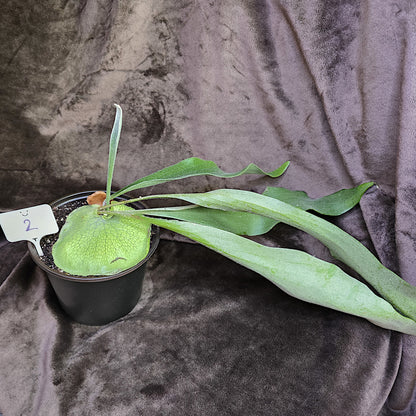 Platycerium Bifurcatum, Staghorn Fern, 4" and 5", Fern, Live Plant