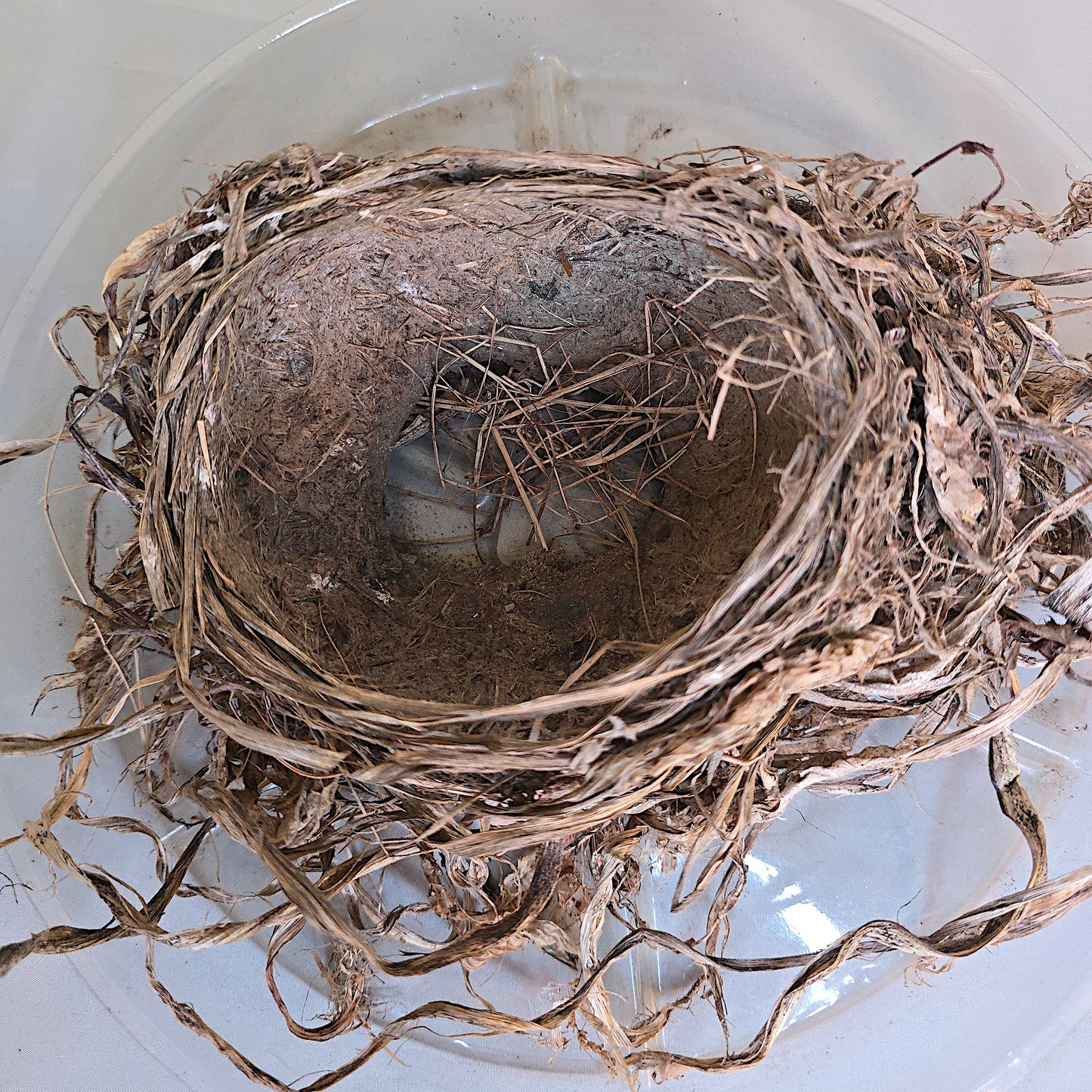 Real Robin Bird Nest, Robin Bird Nest Nature Collection, Ornithology, Taxidermy, Crafts, Education Display