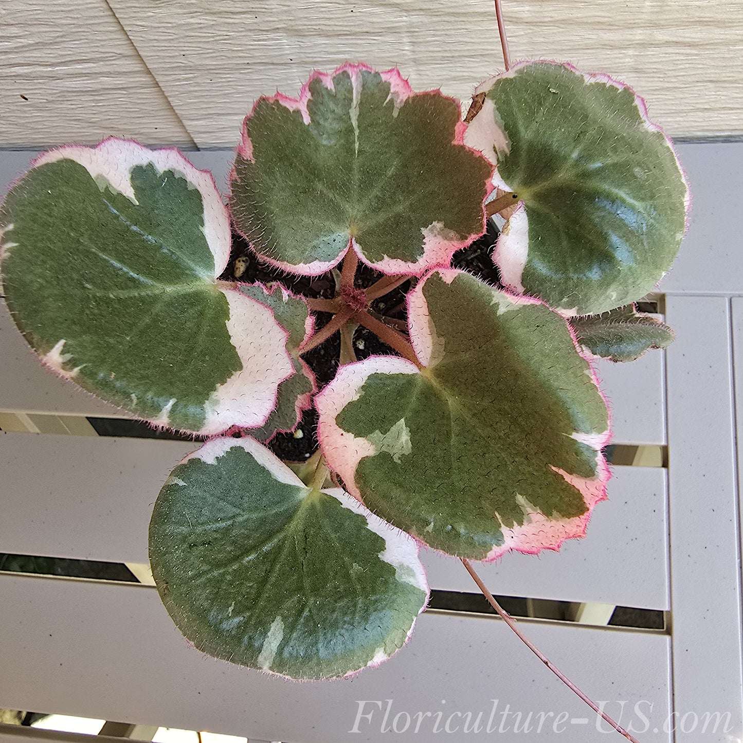 Saxifraga Stolonifera 'Tricolor', Variegated Strawberry Begonia