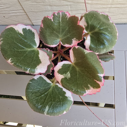 Saxifraga Stolonifera 'Tricolor', Variegated Strawberry Begonia