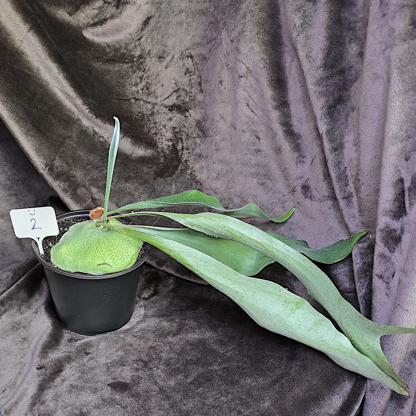 Platycerium Bifurcatum, Staghorn Fern, 4" and 5", Fern, Live Plant