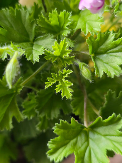 Pelargonium Citronellum, 4.5'', Live Plant