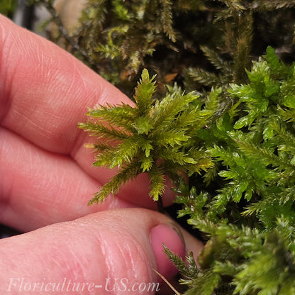 American Tree Moss, 10 pcs, Climacium Dendroides