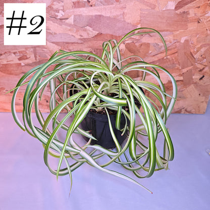 Chlorophytum Comosum "Bonny", Live Plant, Spider Plant