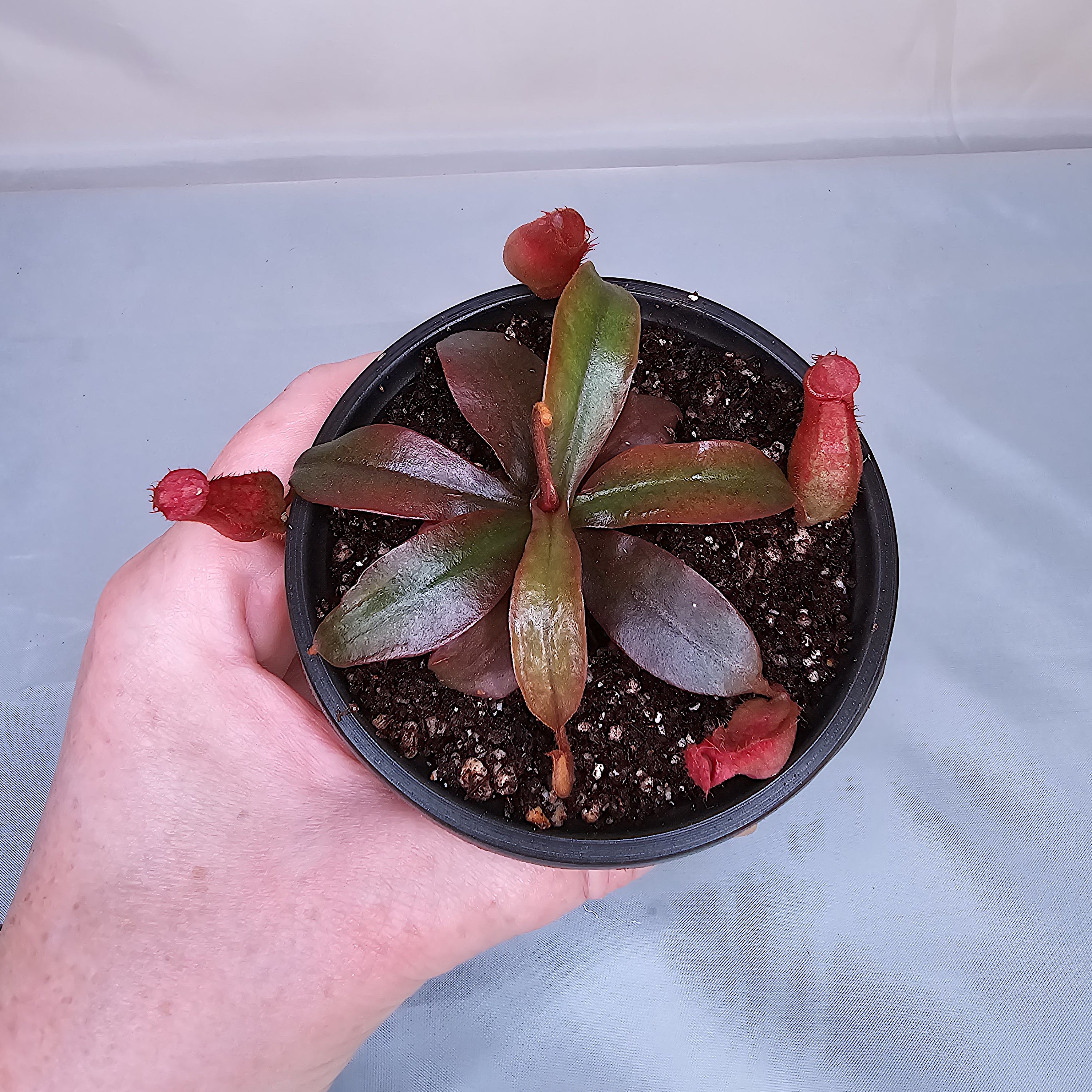 Nepenthes x 'Bloody Mary', Pitcher Plant, Live Plant, Carnivorous Nepenthes x 'Bloody Mary', Pitcher Plant, Live Plant, Carnivorous