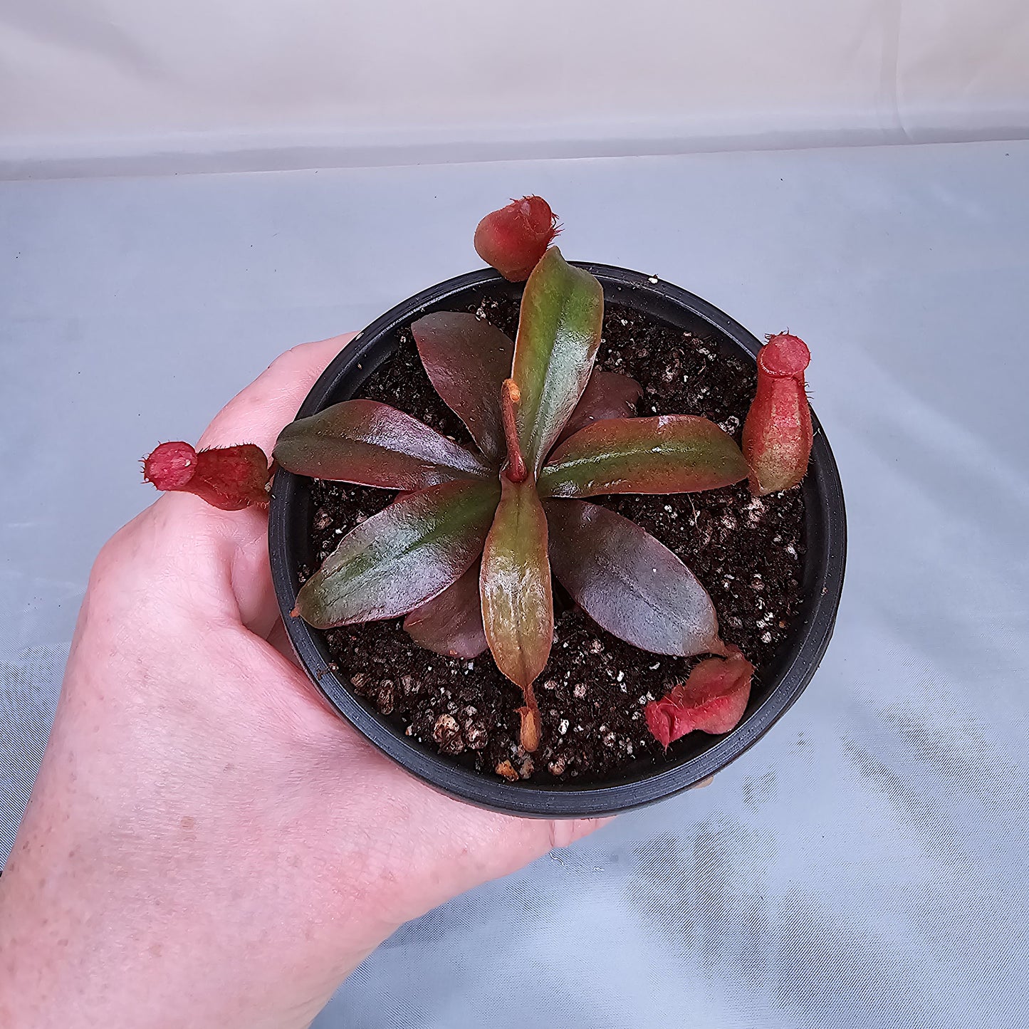 Nepenthes x 'Bloody Mary', Pitcher Plant, Live Plant, Carnivorous Plant
