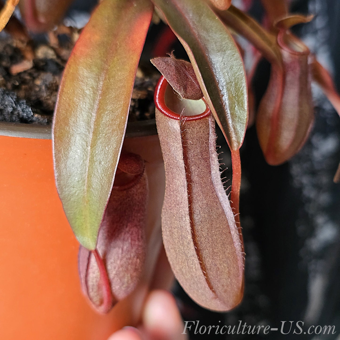 Nepenthes x Rebecca Soper 3.5" pot, Pitcher Plant, Live Plant, Carnivorous Plant