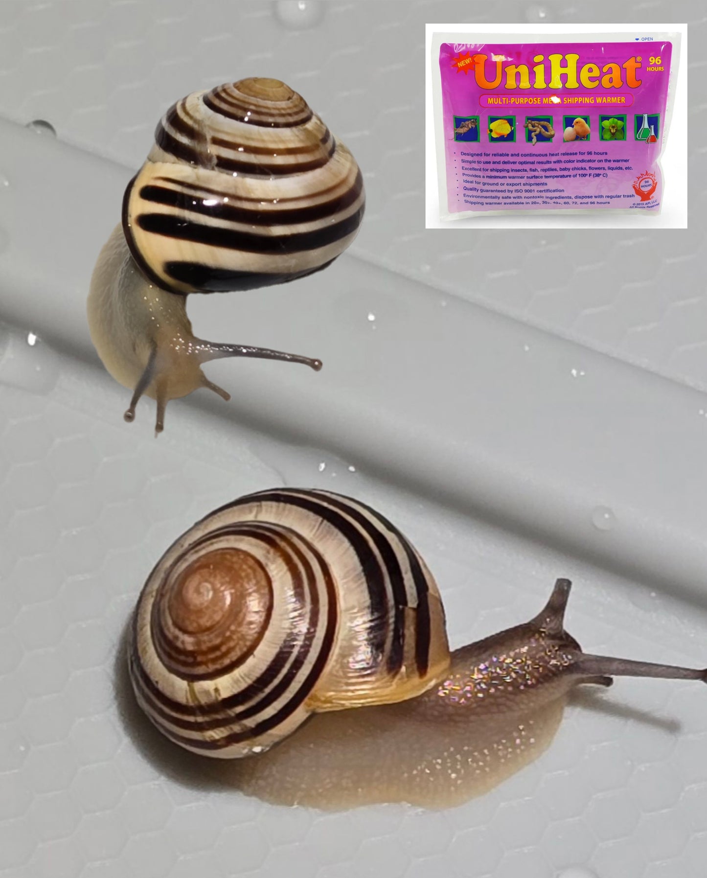 Two (2) various Live Pet Snails (Cepaea Nemoralis), Grove Snails