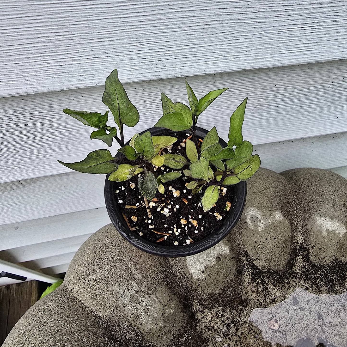 Solanum Dulcamara, 3.5'', Live Plant