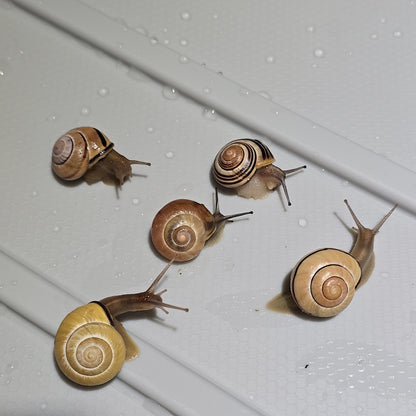 One (1) Live Pet Snails (Cepaea Nemoralis), Grove Snails