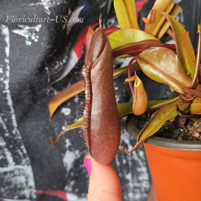 Nepenthes x Rebecca Soper 3.5" pot, Pitcher Plant, Live Plant, Carnivorous Plant