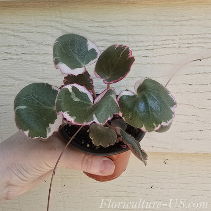 Saxifraga Stolonifera 'Tricolor', Variegated Strawberry Begonia