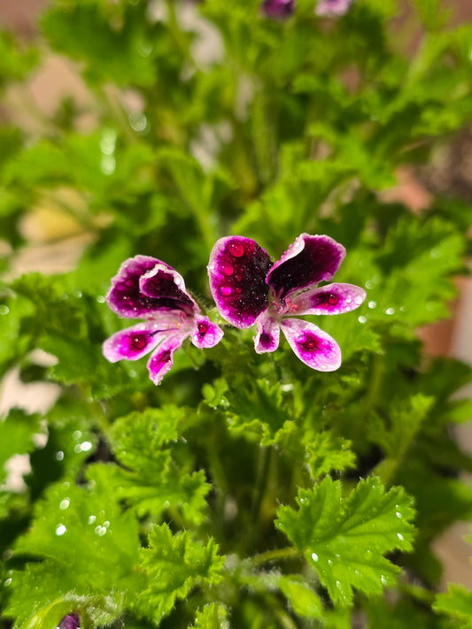 Pelargonium Citronellum, 4.5'', Live Plant