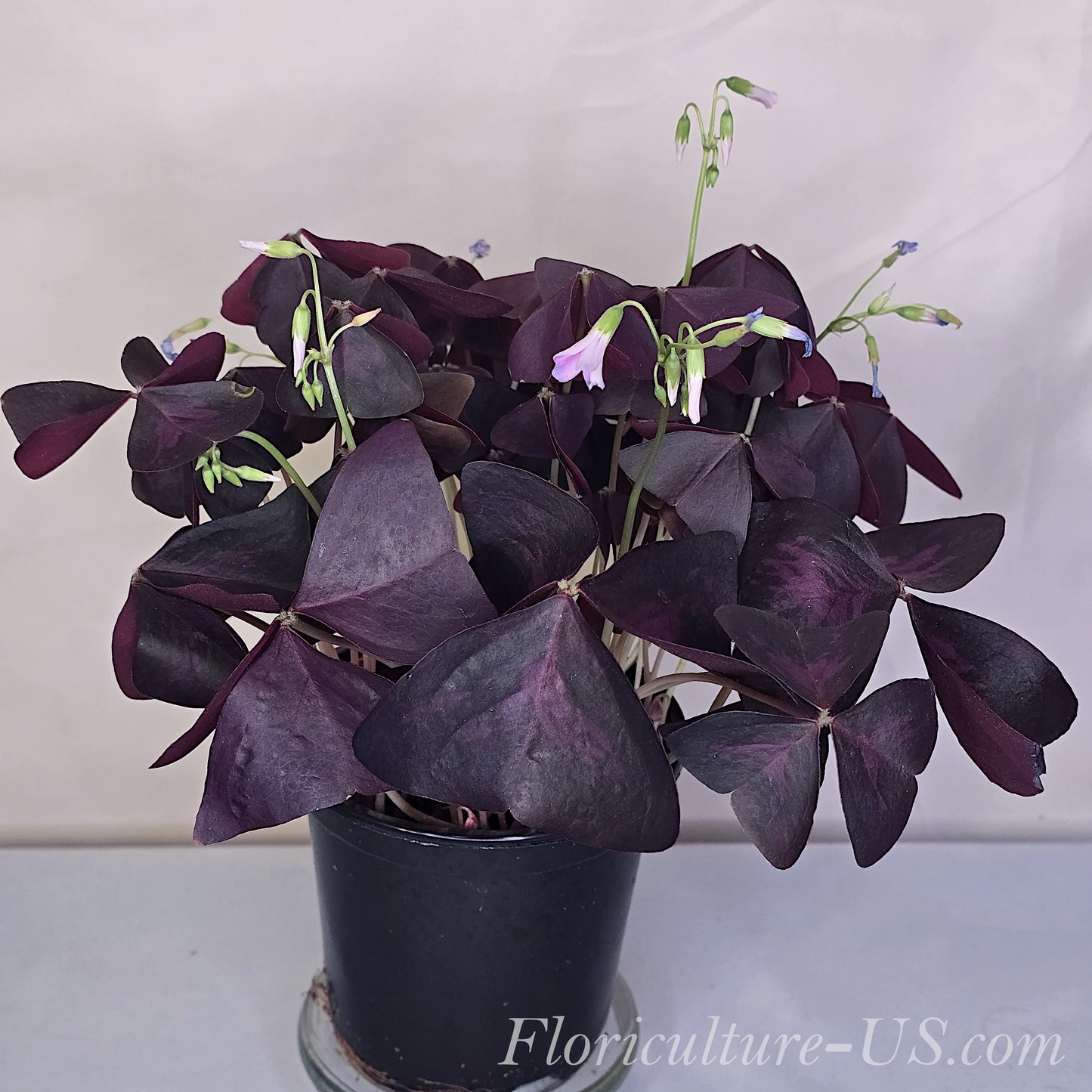 Oxalis Triangularis, Shamrock, Live Plant