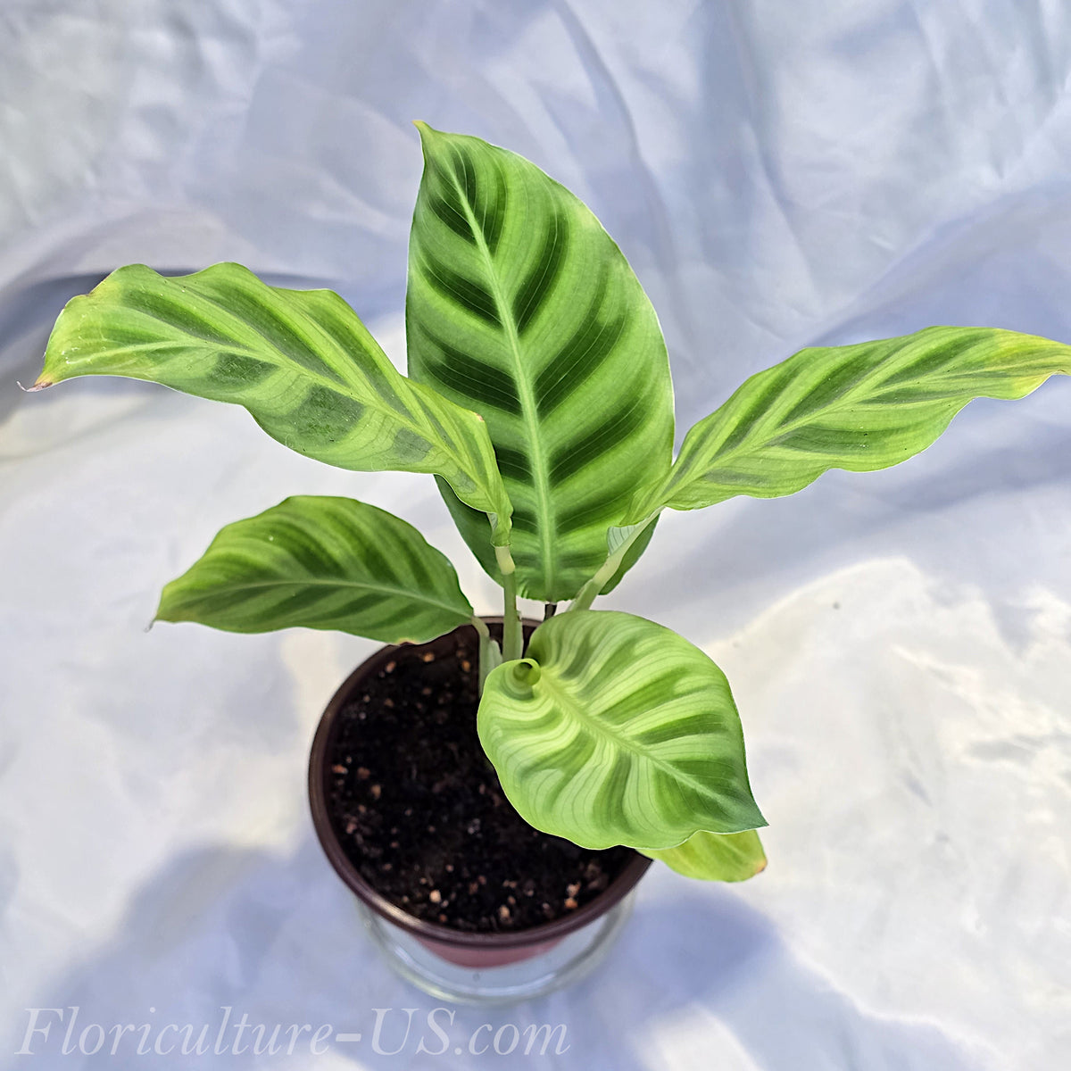 Calathea Zebrina