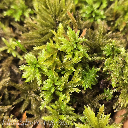 American Tree Moss, 10 pcs, Climacium Dendroides