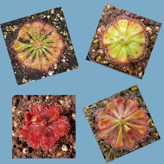 Mix of Sundew Seeds - 20 Seeds, Carnivorous Plants Sundew Seeds Mix