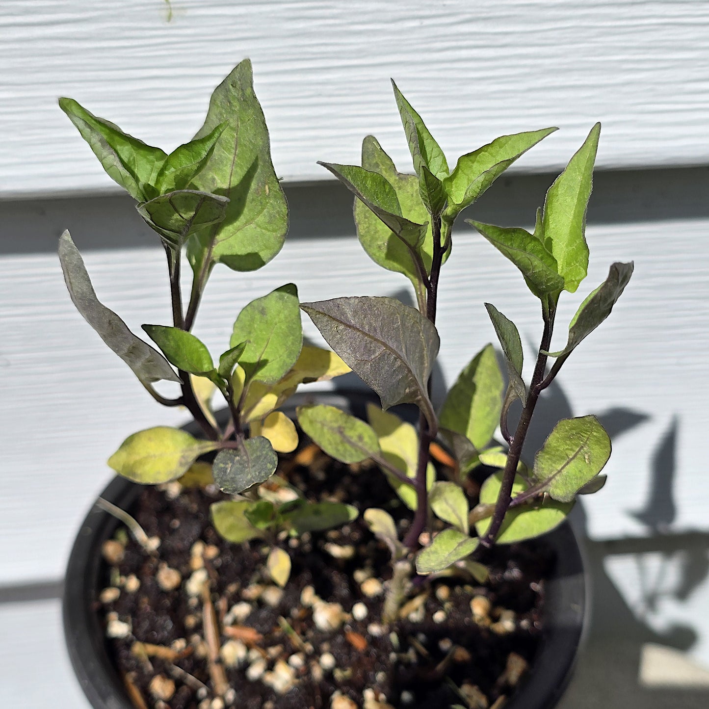 Solanum Dulcamara, 3.5'', Live Plant