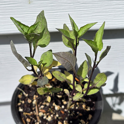 Solanum Dulcamara, 3.5'', Live Plant