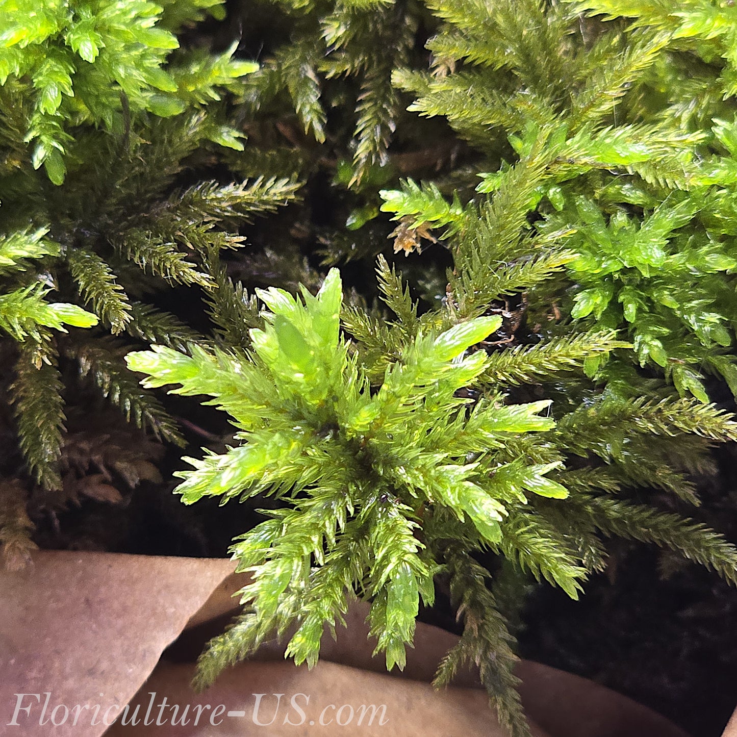 American Tree Moss, 10 pcs, Climacium Dendroides