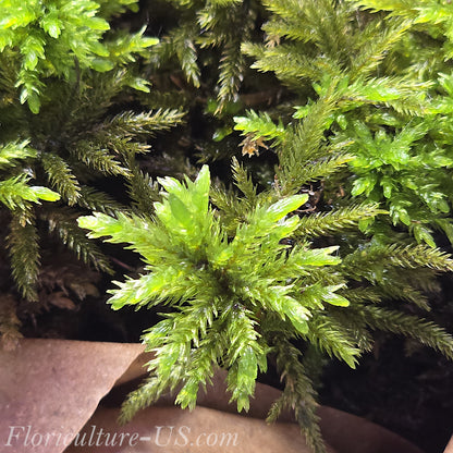 American Tree Moss, 10 pcs, Climacium Dendroides