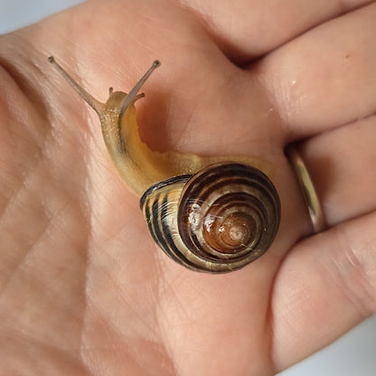 One (1) Live Pet Snails (Cepaea Nemoralis), Grove Snails