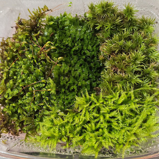 Live Moss Variety Pack