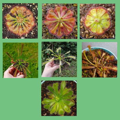 sundew plant seeds Mix of Sundew Seeds