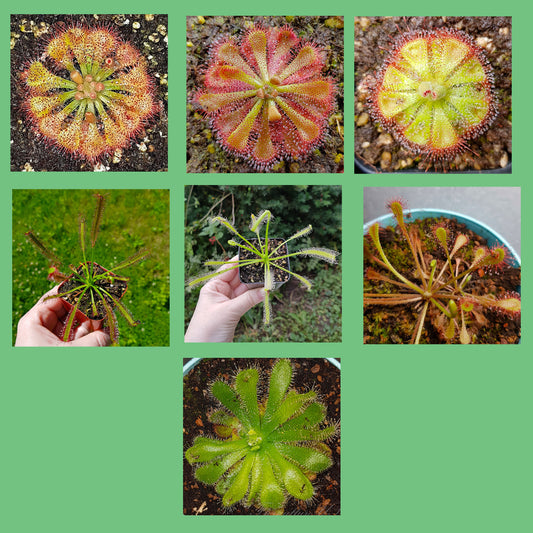 Mix of Sundew Seeds - 35 Seeds, Carnivorous Plants Sundew Seeds Mix