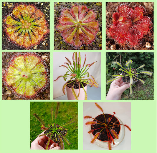 Mix of Sundew Seeds - 40 Seeds, Carnivorous Plants Sundew Seeds Mix