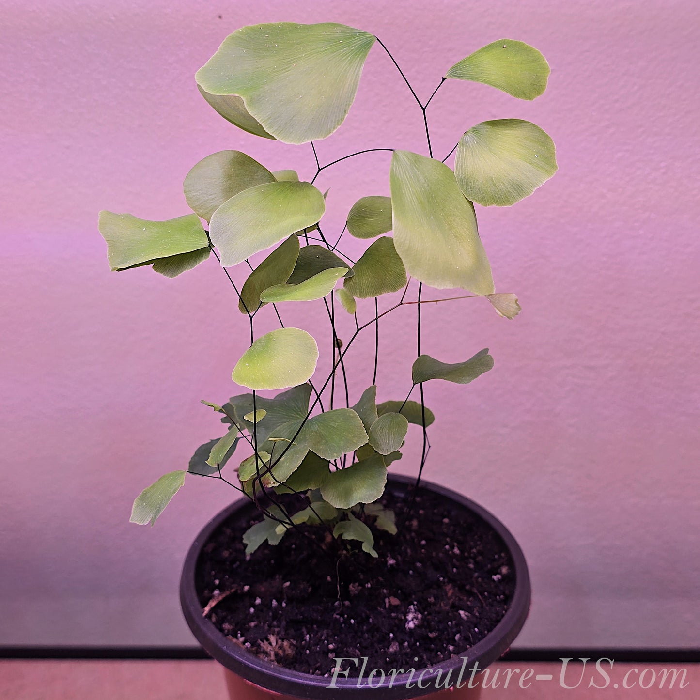 Adiantum Peruvianum, Maidenhair Silver Dollar Fern, Fern