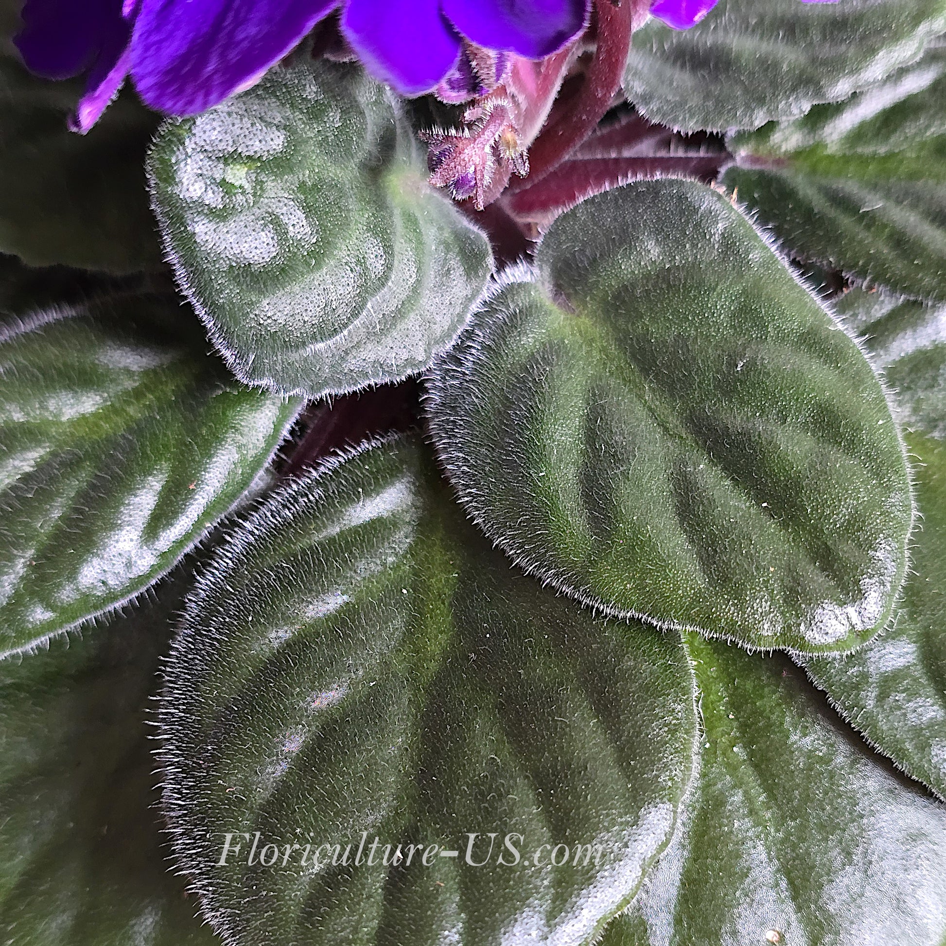 African Violet (Saintpaulia). Leaves