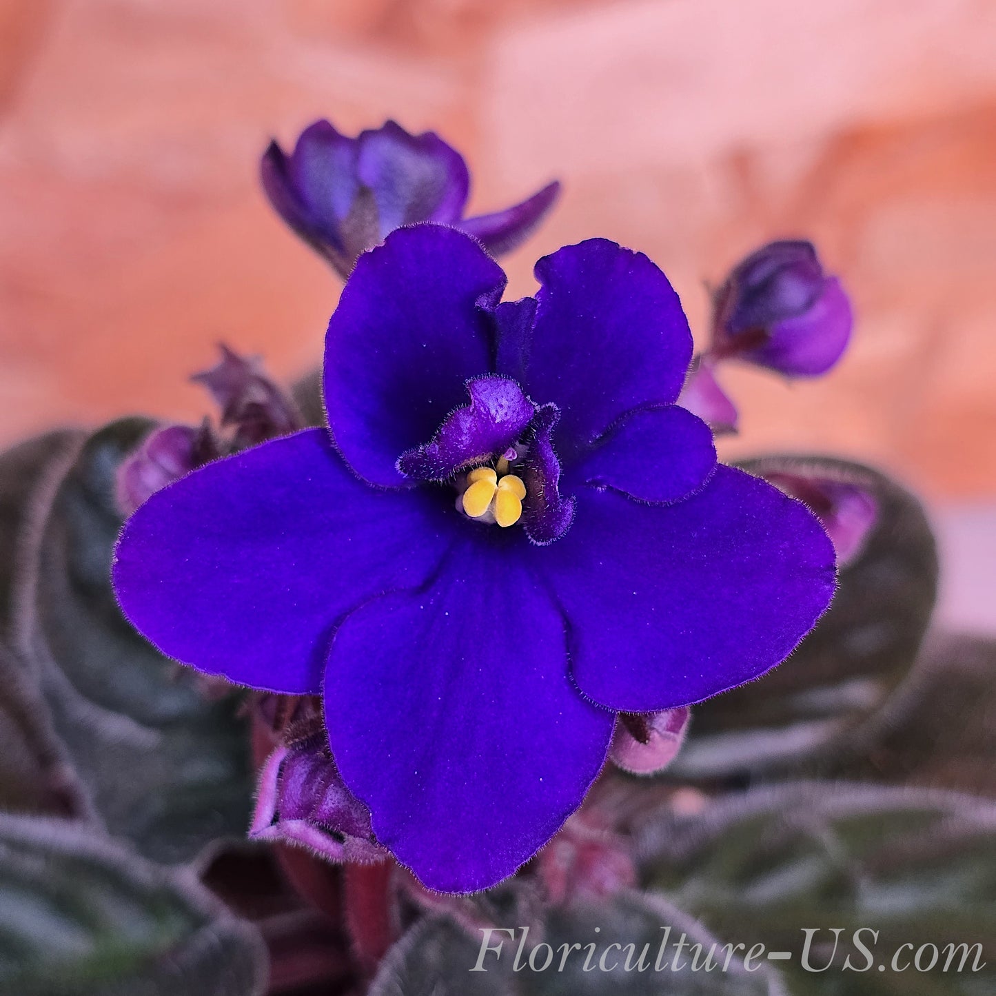 African Violet (Saintpaulia). Purple Flower