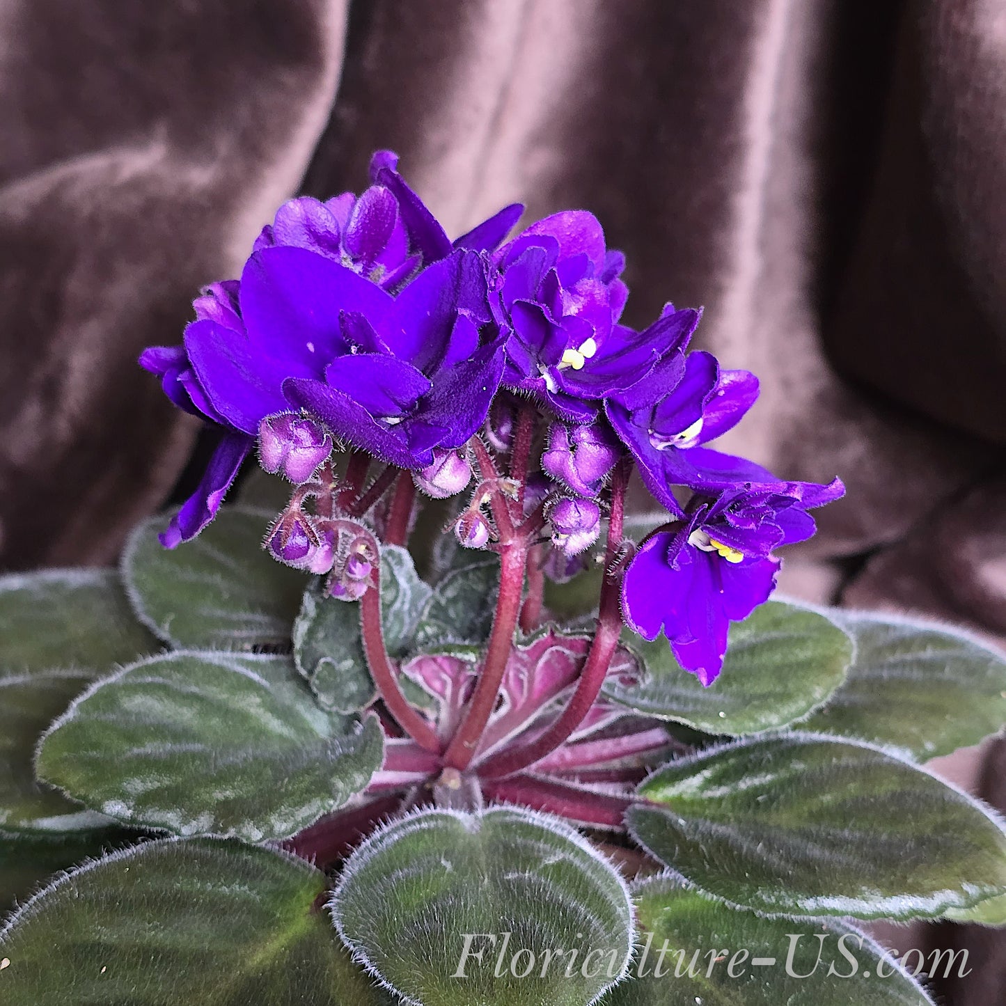 African Violet (Saintpaulia). Flowers