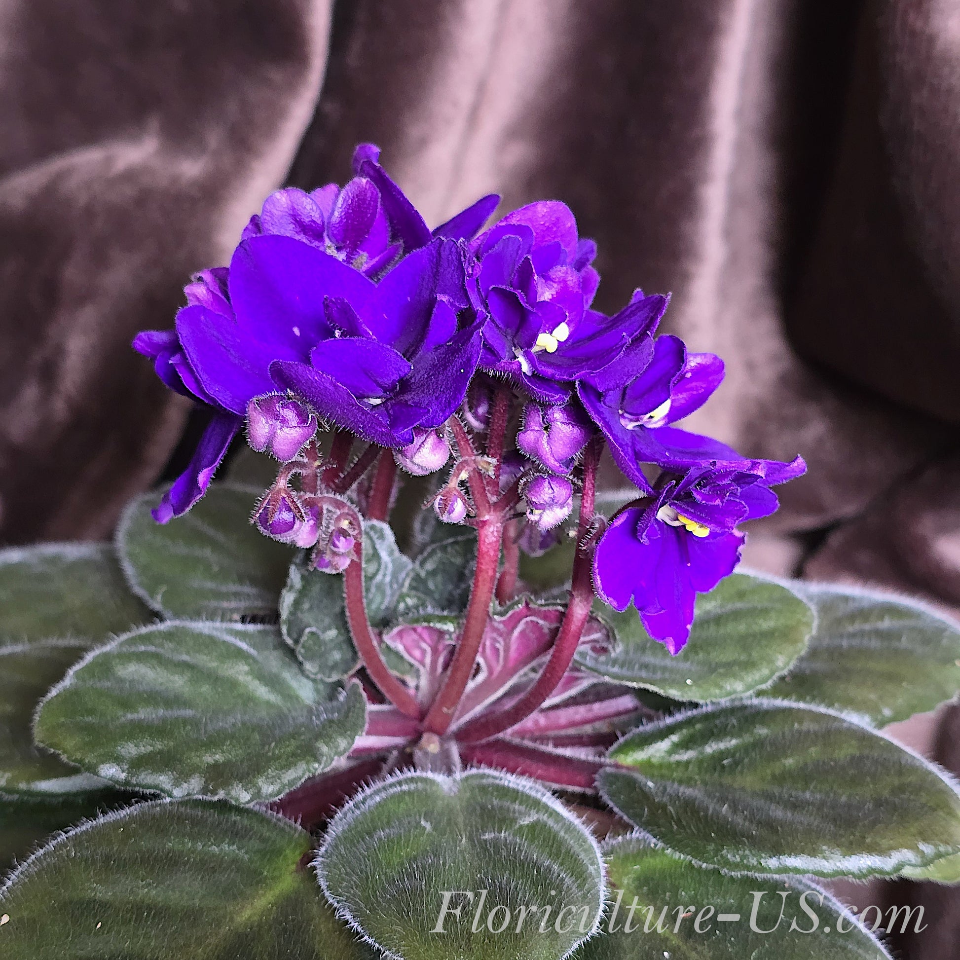 African Violet (Saintpaulia). Flowers