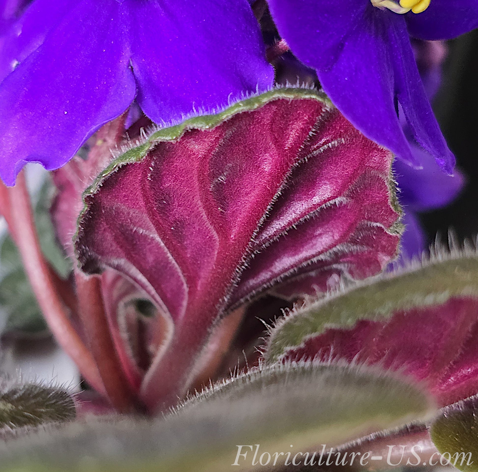 African Violet (Saintpaulia)