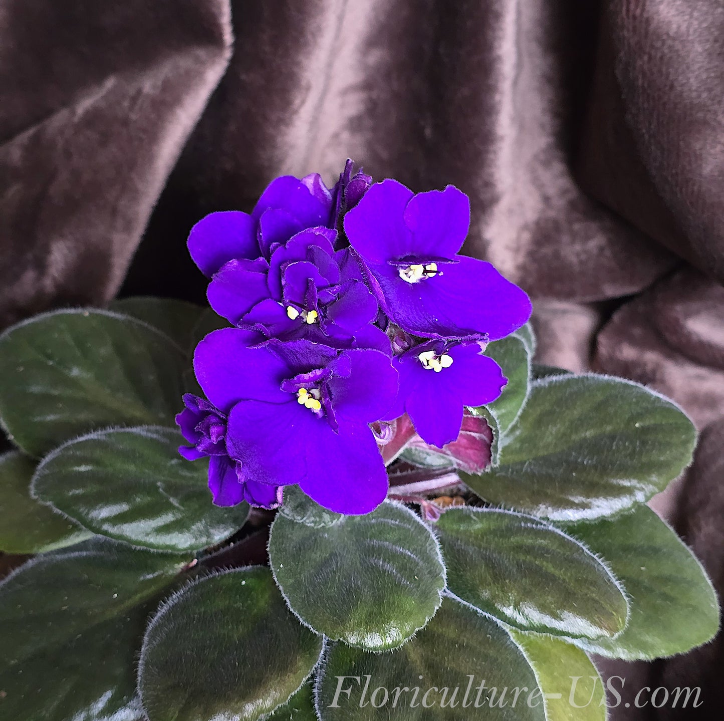 African Violet (Saintpaulia), Purple color