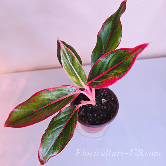 Potted plant with red and green leaves, branded 'Floriculture-US.com'.
